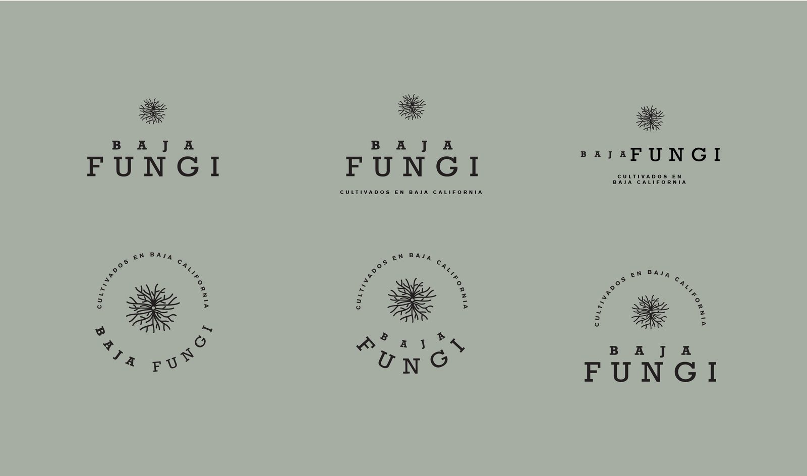 Baja Fungi · Dirección 2
