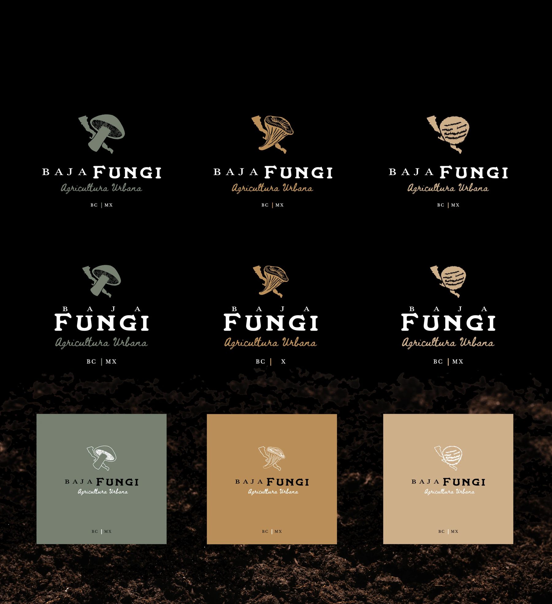 Baja Fungi · Dirección 1