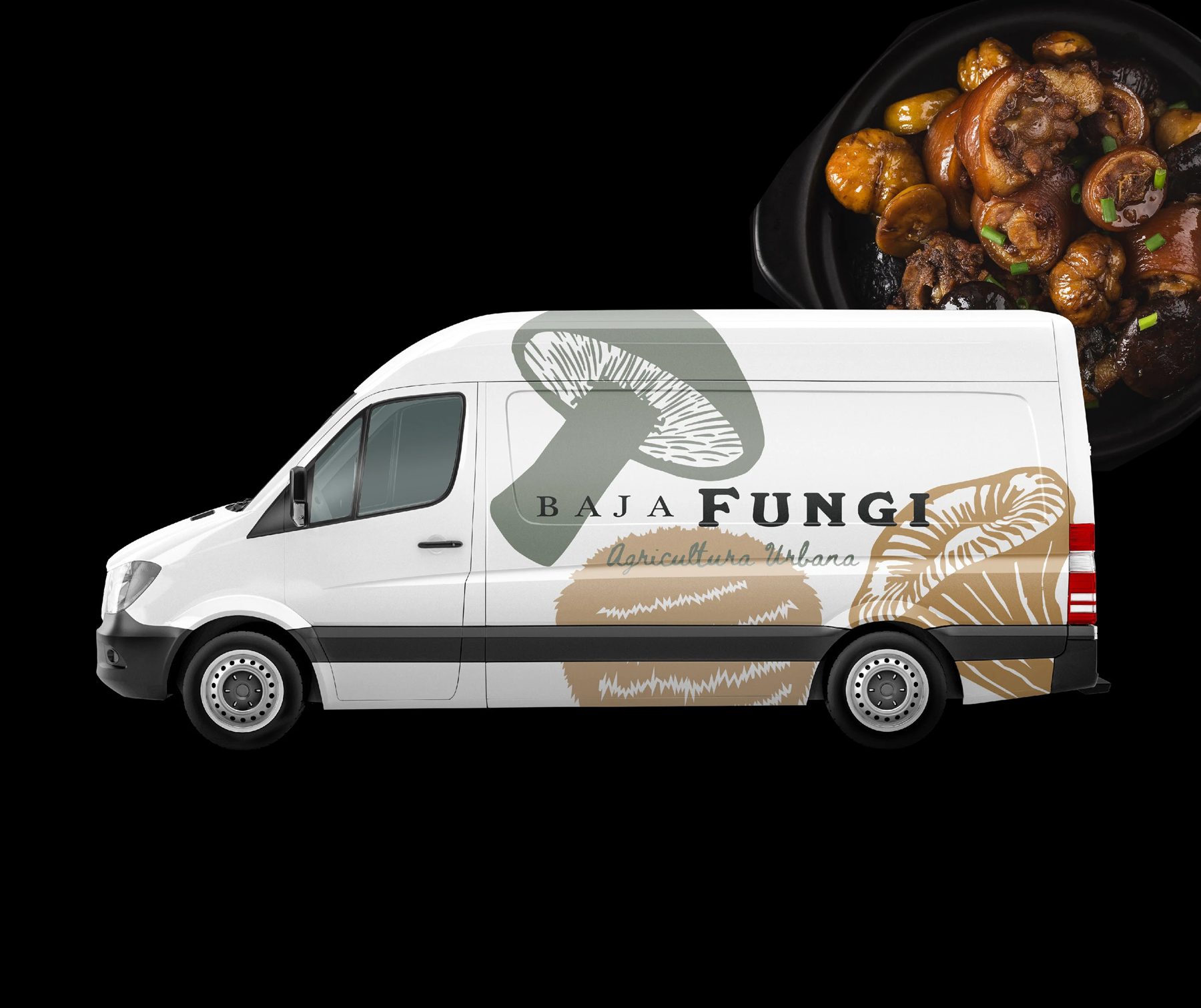 Baja Fungi · Dirección 1